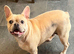 Beautiful frenchie girl