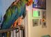 Harlequin macaw NOT TAME plucked on body and top of wings can fly