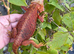 Bearded dragon female