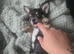 Puppys sale