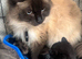RAGDOLL X BOY READY NOW