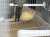Kakariki pair