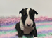 Stunning Litter of English Bull Terriers