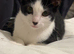 Beautiful boy kitten