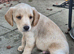 Labarador cross puppies