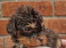 Stunning toy cockerpoo puppies