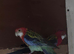 Rosella parrots 3 pairs