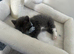 Grey Domestic short haired male kitten