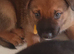 German shepherd cross mastiff. Cross husky cross staff