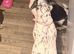 Dalmatian x Jack russel