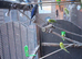Budgies for sale various colours