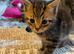 Kittens looking for forever homes