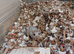 Two Female Gerbils
