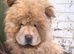Male Chow Chow