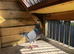 6 Racing pigeons for sale