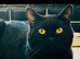 Stunning Bsh x chunky kitten’s for sale