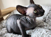 3 Canadian sphynx