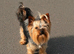 Pedigree KC registered Yorkshire terrier puppies
