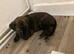 Rotti Mixed Litter