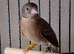 Breeding pair of cuthroat finches