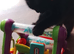 4 Lovely Kittens<3 READY NOW!! Looking Forever Home