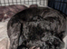 Cockapoo pups f2b 2 left