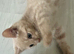10 week old kitten