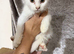 Female maine kitten ready to leave