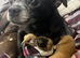 Cutest small smooth chihuahuas bt65