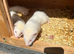 Albino ferret kits