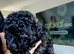 Pomapoo x Toy Poodle 1 girl left