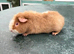 6 month teddy boar