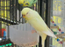 Breeding pair of budgies