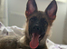 German shepherd puppy