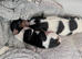 Pure Biewers Terriers boys