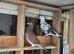 Racing pigeon for sale