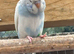 Dunfallow split hen for sale