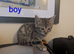 Gorgeous Kittens Ready For New Homes 26th August