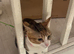 Cat 2 yr beautiful female