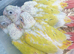 Hand reared baby suncheek conures