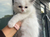 Ragdoll Kittens