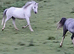 Beautiful Grey Registered Section A Mare with foal at foot