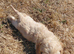 Beautiful Cockapoo Puppies – Boys & Girls Available