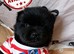 (last 3 remaning) Adorable KC Registered Chow Chow Puppies For Sale