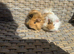 2 Lovely pretty female baby guide pigs.