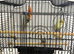2 baby budges with cage