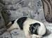 2 BEAUTIFUL SHIH-TZU PUPPIES LEFT .. MALE AND FEMALE