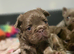 KC Fluffy French Bulldog Puppies