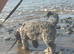 Lola stunning 5 month old merle girl