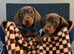 Miniature dachshund puppy’s READY NOW!
